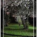 Zabawa światłem może przynieść ciekawe efekty :) #alejka #noc #światło #trawnik #wiosna #drzewa