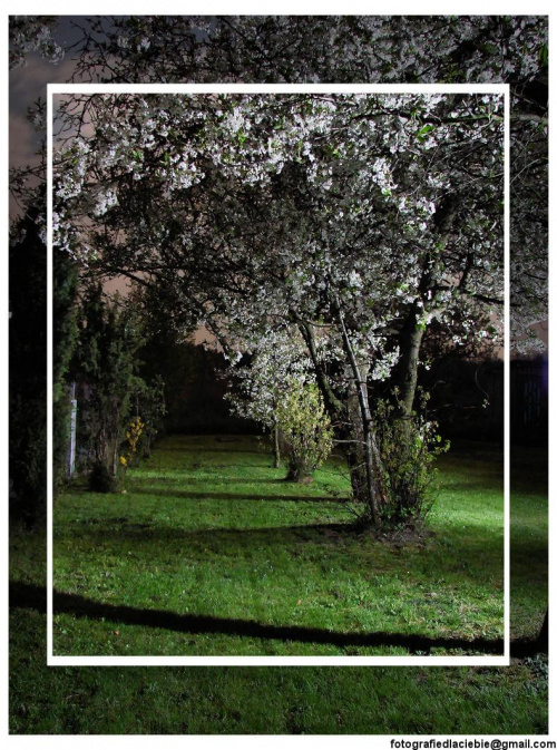 Zabawa światłem może przynieść ciekawe efekty :) #alejka #noc #światło #trawnik #wiosna #drzewa