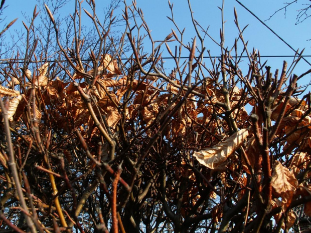 Jesienna wiosna :) Poniżej już pączkujące gałązki (na poprzednich dwóch zdjęciach ;-) #wiosna #jesiennie #liście #liść #gałęzie #gałąź