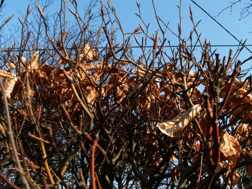 Jesienna wiosna :) Poniżej już pączkujące gałązki (na poprzednich dwóch zdjęciach ;-) #wiosna #jesiennie #liście #liść #gałęzie #gałąź