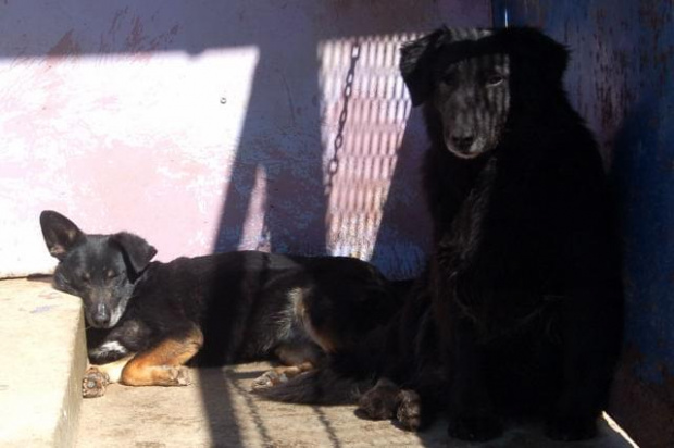 Tosia i Bobinka, zawsze razem w jednym. Bobinka chorowała, w wyniku czego miała usunięte oczko. #psy