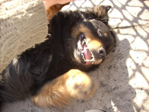 Kolejne fotki szczęśliwego KOTLETA przesłane przez jego opiekunów. #psy