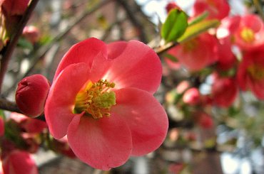 Wiosna w pelni-pigwowiec #pigwa #forsycja