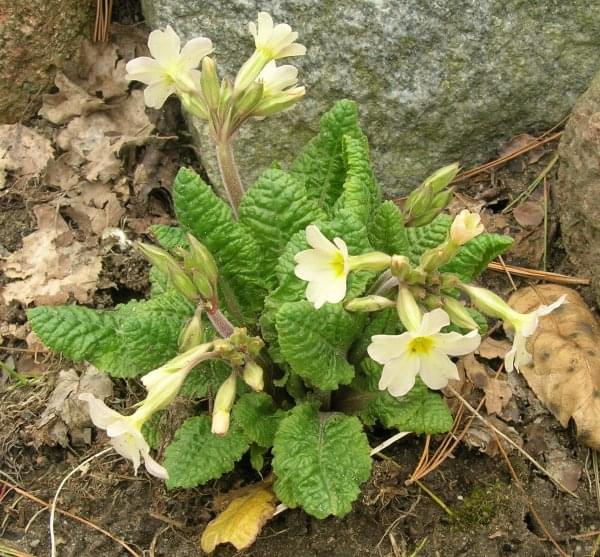 Primula