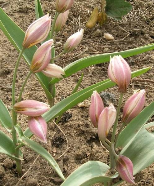 Tulipa polychroma