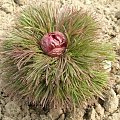 Paeonia tenuifolia