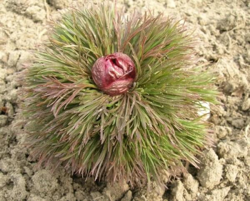 Paeonia tenuifolia