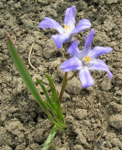 Chionodoxa lucilliae