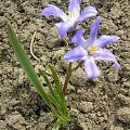 Chionodoxa lucilliae