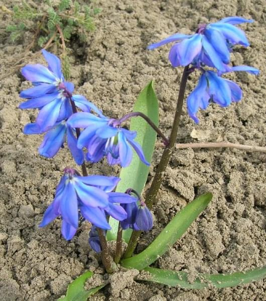 Scilla siberica Blaustern