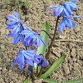 Scilla siberica Blaustern