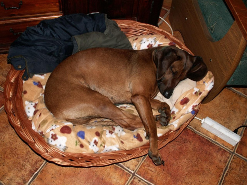 Kolejna śmieszna pozycja leżąca Korci :D #pies #PosokowiecBawarski #suczka #suka