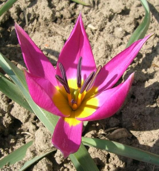 Tulipa pulchella Odalisqe