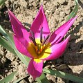 Tulipa pulchella Odalisqe