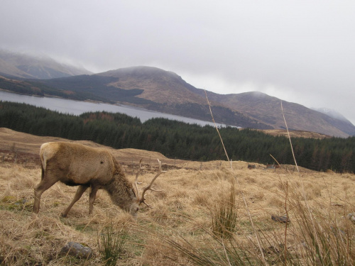 Scotland,Loch Ness,Caledonian Canal