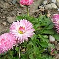 Bellis perennis.Stokrotka.