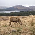 Scotland,Loch Ness,Caledonian Canal