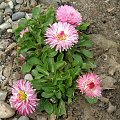 Bellis perennis .Stokrotka.