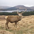 Scotland,Loch Ness,Caledonian Canal