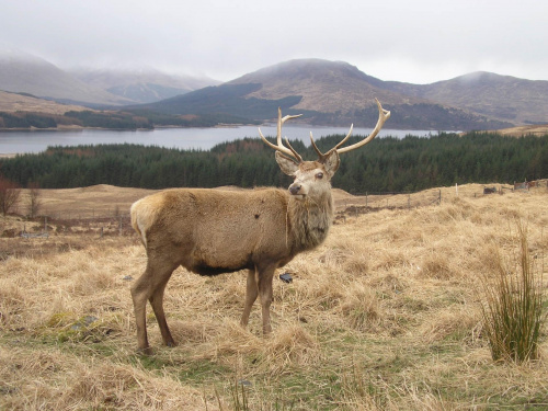 Scotland,Loch Ness,Caledonian Canal