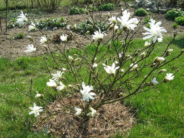 Magnolia stellata