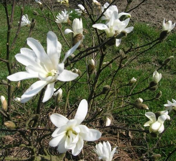 Magnolia stellata