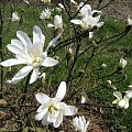 Magnolia stellata