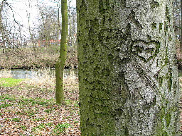 buk ... z historią #drzewa #buk #park #Sławięcice