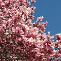 W swiecie magnolii #magnolie