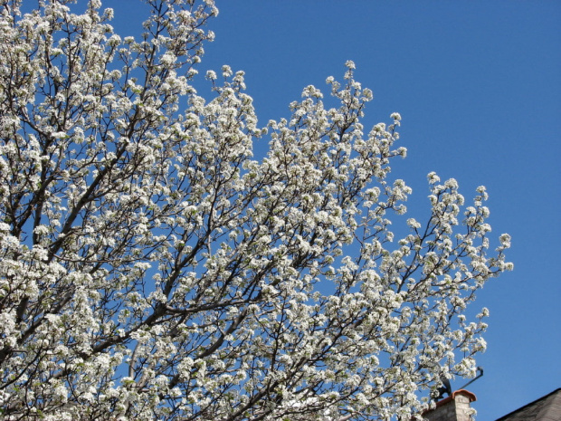 Kwiecien sypie kwieciem #magnolie #pigwowiec #BialeDrzewa