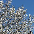 Kwiecien sypie kwieciem #magnolie #pigwowiec #BialeDrzewa