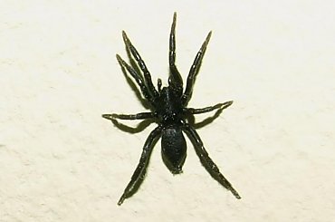 Patrzta jakiego drania miałem w pokoju... zaraz po zrobieniu tego zdjęcia jak zobaczyłem go w powiększeniu pająk już nie żył :P #pająk #pajęczak