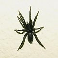 Patrzta jakiego drania miałem w pokoju... zaraz po zrobieniu tego zdjęcia jak zobaczyłem go w powiększeniu pająk już nie żył :P #pająk #pajęczak