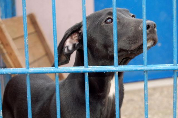 Młodziutak suczka w typie dobermana w chwili znalezienia miała czerwone szelki. Jej nr 2667 #PSY