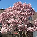 W swiecie magnolii #magnolie