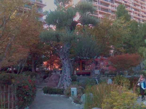 Monte Carlo - wrzesień 2007, Ogród Japoński