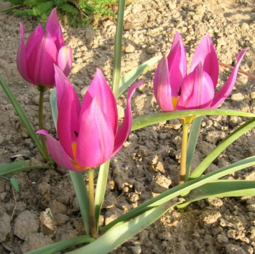 Tulipa pulchella Odalisqe