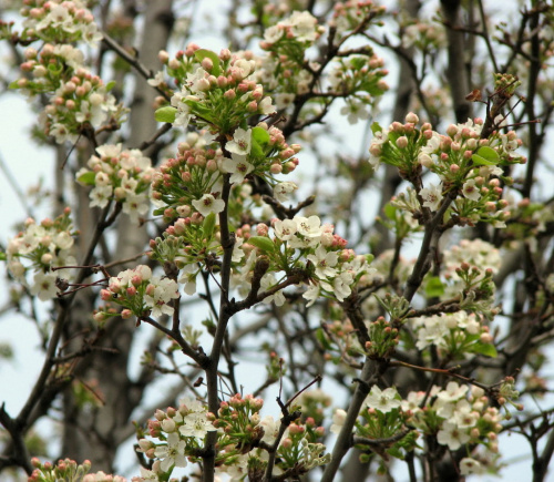 Wiosna,ach to TY... #magnolie #tulipany #KwitnaceDrzewa