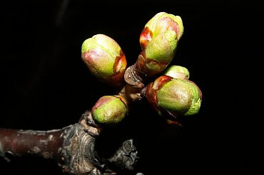 Makro z lampą o zmroku z wysoką wartością przysłony #pączki #pączek #roślina #roślinka