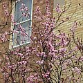 Wiosna,ach to TY... #magnolie #tulipany #KwitnaceDrzewa