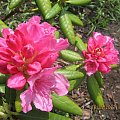 rododendron