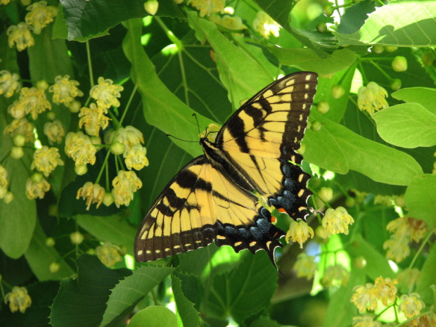 Paź królowej (Papilio machaon)