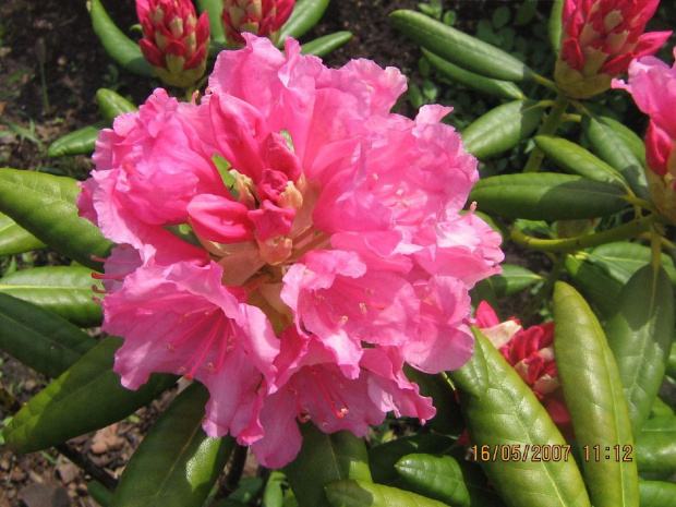 rododendron