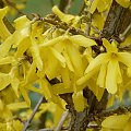 Forsycja (Forsythia intermedia)
przy domku #WIOSNA