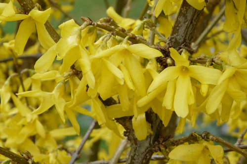 Forsycja (Forsythia intermedia)
przy domku #WIOSNA