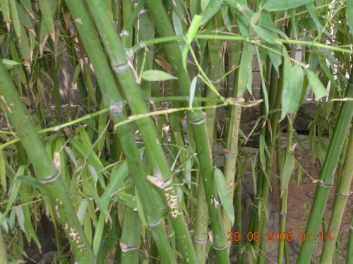 Bambusowy zagajnik