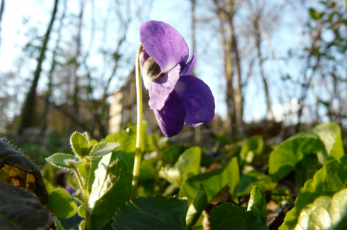 na polance fiołkowej ...
(Viola reichenbachiana) - fiołek leśny #WIOSNA