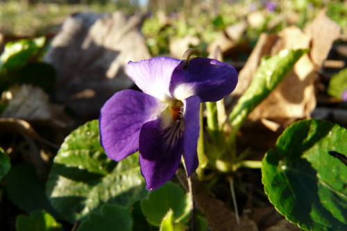 na polance fiołkowej ...
(Viola reichenbachiana) - fiołek leśny #WIOSNA