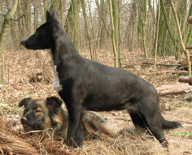 5 dni temu urodziła 10 maluchów, Pomóżcie im znaleźć dom