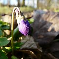 na polance fiołkowej ...
(Viola reichenbachiana) - fiołek leśny #WIOSNA